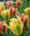 TULIP BULBS, "Golden Artist" Fall Planting Bulbs.! - Caribbean garden seed