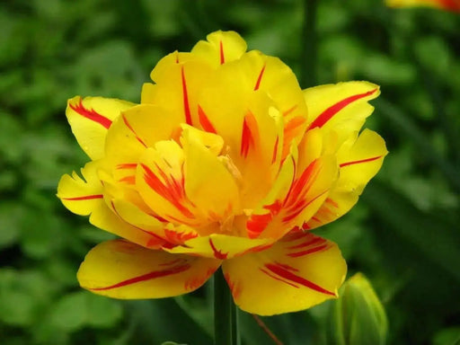 Tulip Bulbs, Double Monsella, FALL PLANTING BULBS ! - Caribbean garden seed