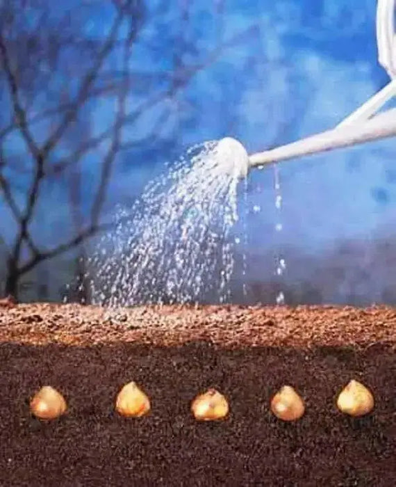 Tulip Bulbs, Double Monsella, FALL PLANTING BULBS ! - Caribbean garden seed