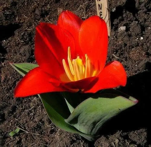 Tulip Bulbs"Kaufmanniana Showwinner ,Dwarf water lily - Caribbean garden seed