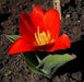 Tulip Bulbs"Kaufmanniana Showwinner ,Dwarf water lily - Caribbean garden seed