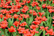 Tulip Bulbs"Kaufmanniana Showwinner ,Dwarf water lily - Caribbean garden seed