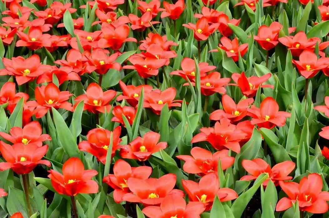 Tulip Bulbs"Kaufmanniana Showwinner ,Dwarf water lily - Caribbean garden seed