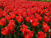 Tulip Bulbs"Kaufmanniana Showwinner ,Dwarf water lily - Caribbean garden seed