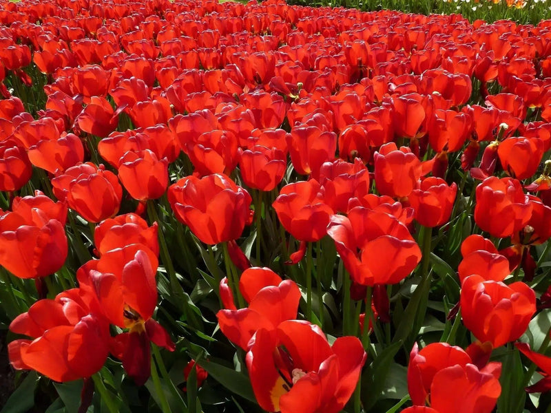 Tulip Bulbs"Kaufmanniana Showwinner ,Dwarf water lily - Caribbean garden seed