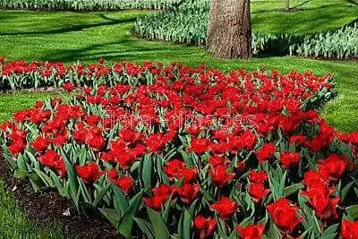 Tulip Bulbs"Kaufmanniana Showwinner ,Dwarf water lily - Caribbean garden seed