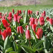 Tulip Bulbs"Kaufmanniana Showwinner ,Dwarf water lily - Caribbean garden seed
