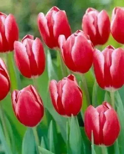 Tulip Bulbs, KUNG FU, strong sturdy stems. fall planting bulbs - Caribbean garden seed