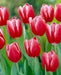 Tulip Bulbs, KUNG FU, strong sturdy stems. fall planting bulbs - Caribbean garden seed