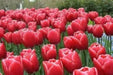 Tulip Bulbs, KUNG FU, strong sturdy stems. fall planting bulbs - Caribbean garden seed