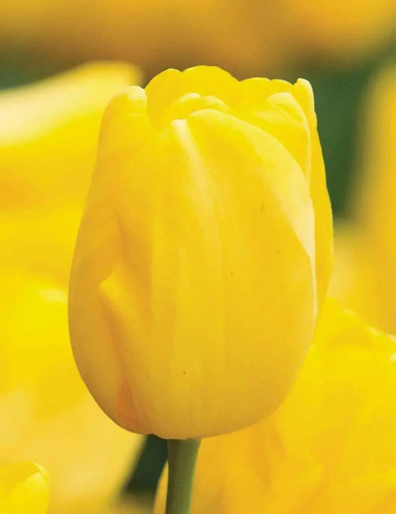 Tulip Bulbs, 'Strong Gold,fall planting - Caribbean garden seed