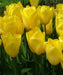 Tulip Bulbs, 'Strong Gold,fall planting - Caribbean garden seed