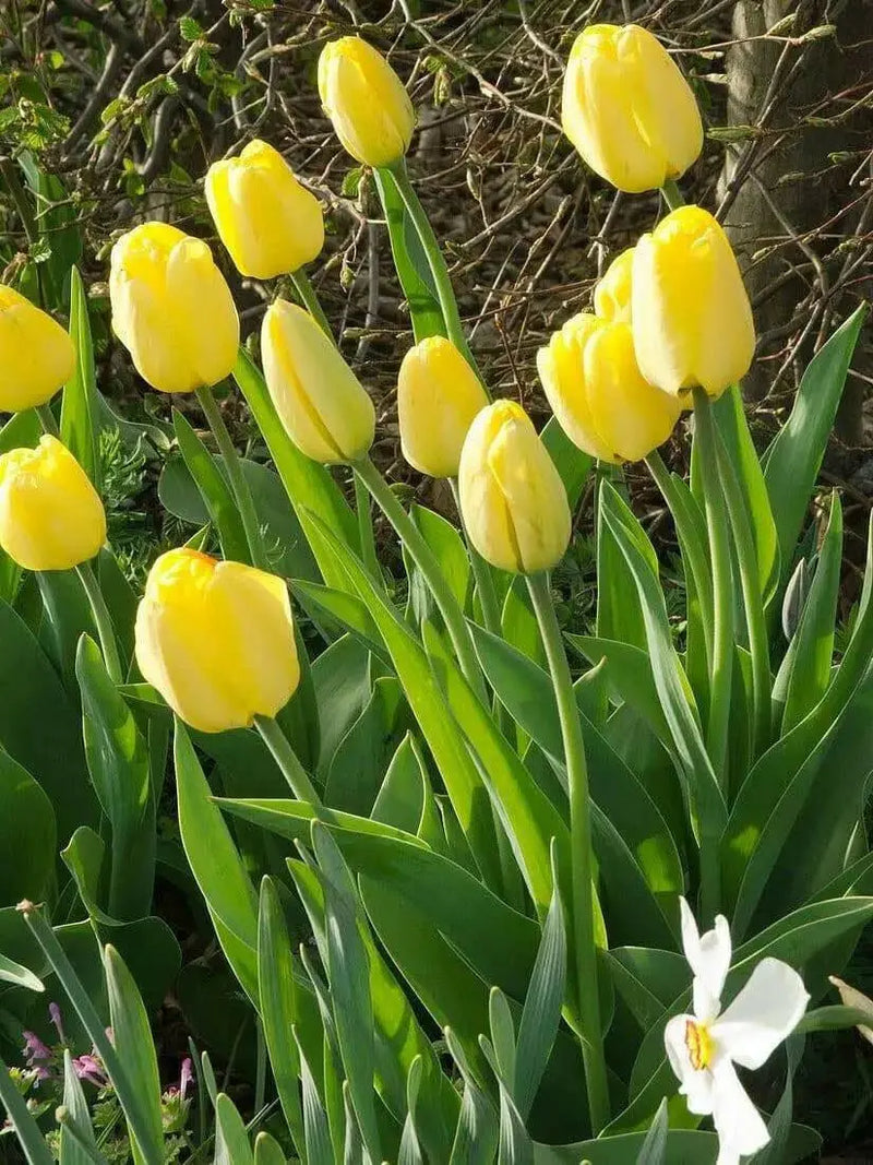 Tulip Bulbs, 'Strong Gold,fall planting - Caribbean garden seed