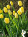 Tulip Bulbs, 'Strong Gold,fall planting - Caribbean garden seed