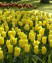 Tulip Bulbs, 'Strong Gold,fall planting - Caribbean garden seed