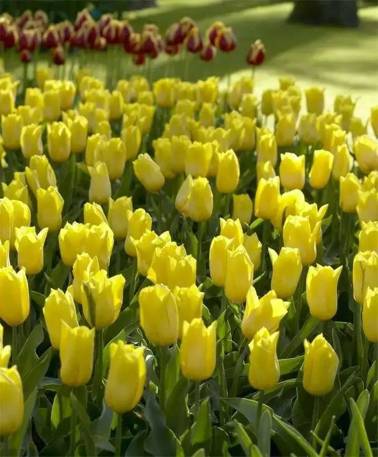 Tulip Bulbs, 'Strong Gold,fall planting - Caribbean garden seed
