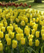 Tulip Bulbs, 'Strong Gold,fall planting - Caribbean garden seed