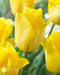 Tulip Bulbs, 'Strong Gold,fall planting - Caribbean garden seed