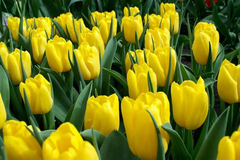 Tulip Bulbs, 'Strong Gold,fall planting - Caribbean garden seed