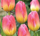 Tulip Bulbs, Finola (Double Late) Excellent Cut Flowers. - Caribbean garden seed