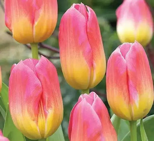 Tulip Bulbs, Finola (Double Late) Excellent Cut Flowers. - Caribbean garden seed