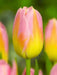 Tulip Bulbs, Finola (Double Late) Excellent Cut Flowers. - Caribbean garden seed