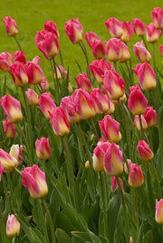 Tulip Bulbs, Finola (Double Late) Excellent Cut Flowers. - Caribbean garden seed
