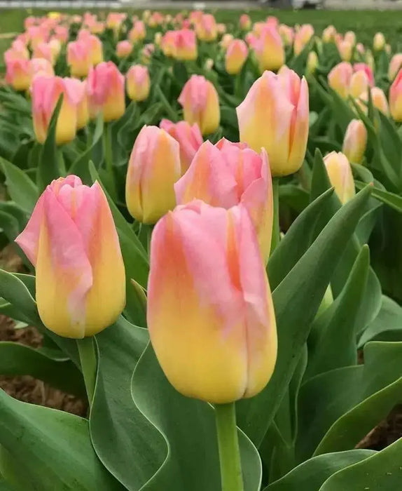 Tulip Bulbs, Finola (Double Late) Excellent Cut Flowers. - Caribbean garden seed