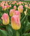 Tulip Bulbs, Finola (Double Late) Excellent Cut Flowers. - Caribbean garden seed