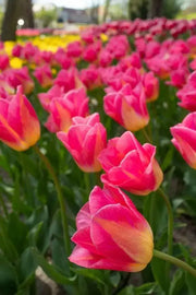 Tulip Bulbs, Finola (Double Late) Excellent Cut Flowers. - Caribbean garden seed