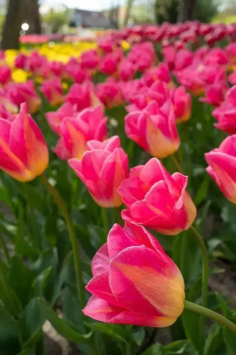 Tulip Bulbs, Finola (Double Late) Excellent Cut Flowers. - Caribbean garden seed