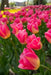Tulip Bulbs, Finola (Double Late) Excellent Cut Flowers. - Caribbean garden seed