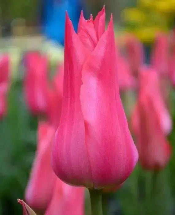 Tulip Bulbs, Mariette ( Bulbs) Lily flowering - Caribbean garden seed