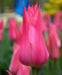 Tulip Bulbs, Mariette ( Bulbs) Lily flowering - Caribbean garden seed
