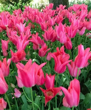 Tulip Bulbs, Mariette ( Bulbs) Lily flowering - Caribbean garden seed