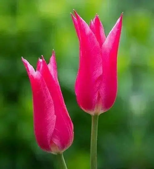 Tulip Bulbs, Mariette ( Bulbs) Lily flowering - Caribbean garden seed