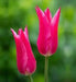 Tulip Bulbs, Mariette ( Bulbs) Lily flowering - Caribbean garden seed
