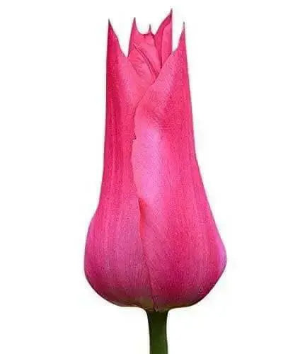 Tulip Bulbs, Mariette ( Bulbs) Lily flowering - Caribbean garden seed