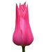 Tulip Bulbs, Mariette ( Bulbs) Lily flowering - Caribbean garden seed