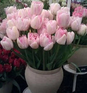 Tulip Bulbs, Finola (Double Late) Excellent Cut Flowers. - Caribbean garden seed
