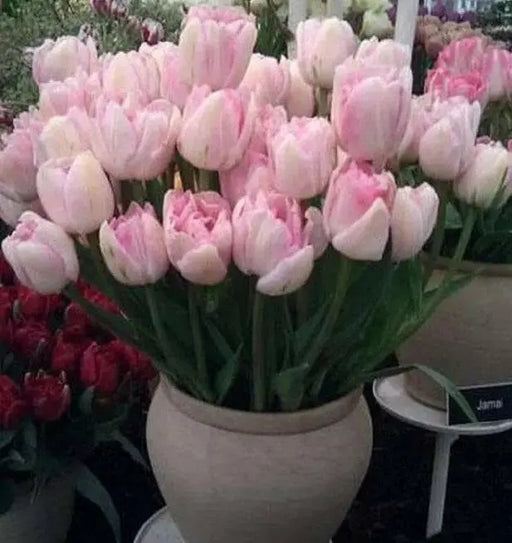 Tulip Bulbs, Finola (Double Late) Excellent Cut Flowers. - Caribbean garden seed