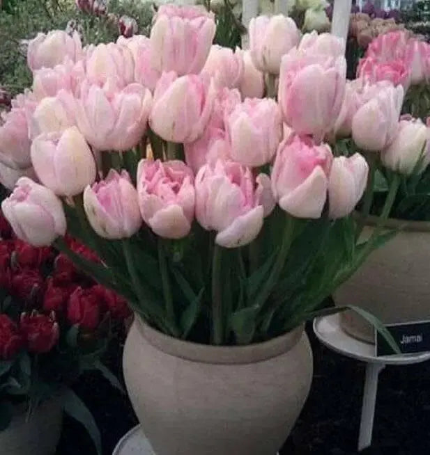 Tulip Bulbs, Finola (Double Late) Excellent Cut Flowers. - Caribbean garden seed