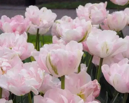Tulip Bulbs, Finola (Double Late) Excellent Cut Flowers. - Caribbean garden seed