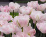 Tulip Bulbs, Finola (Double Late) Excellent Cut Flowers. - Caribbean garden seed