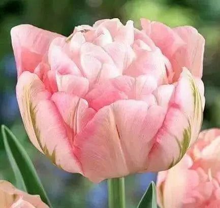 Tulip Bulbs, Finola (Double Late) Excellent Cut Flowers. - Caribbean garden seed