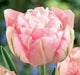 Tulip Bulbs, Finola (Double Late) Excellent Cut Flowers. - Caribbean garden seed