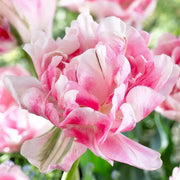 Tulip Bulbs, Finola (Double Late) Excellent Cut Flowers. - Caribbean garden seed