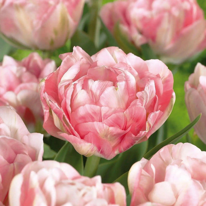 Tulip Bulbs, Finola (Double Late) Excellent Cut Flowers. - Caribbean garden seed