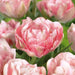 Tulip Bulbs, Finola (Double Late) Excellent Cut Flowers. - Caribbean garden seed