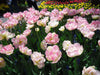 Tulip Bulbs, Finola (Double Late) Excellent Cut Flowers. - Caribbean garden seed